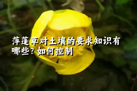 萍蓬草对土壤的要求知识有哪些？如何控制