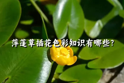 萍蓬草插花色彩知识有哪些？