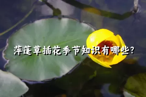 萍蓬草插花季节知识有哪些？