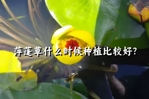 萍蓬草什么时候种植比较好？