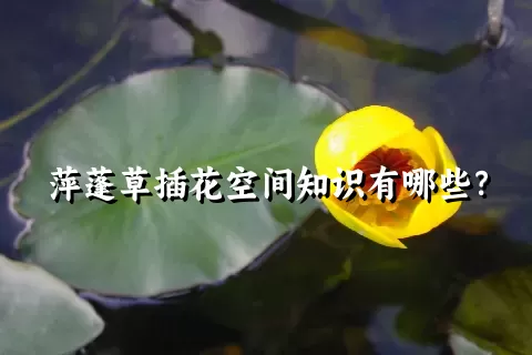 萍蓬草插花空间知识有哪些？