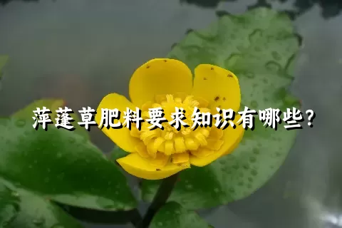 萍蓬草肥料要求知识有哪些？