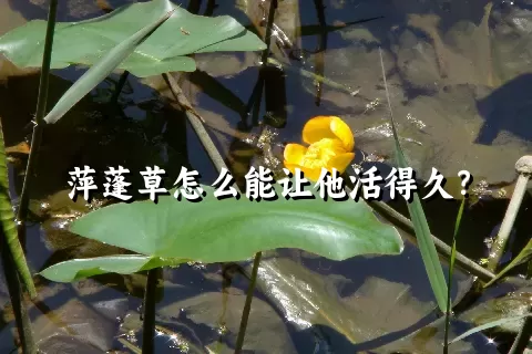 萍蓬草怎么能让他活得久？