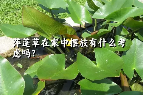 萍蓬草在家中摆放有什么考虑吗？