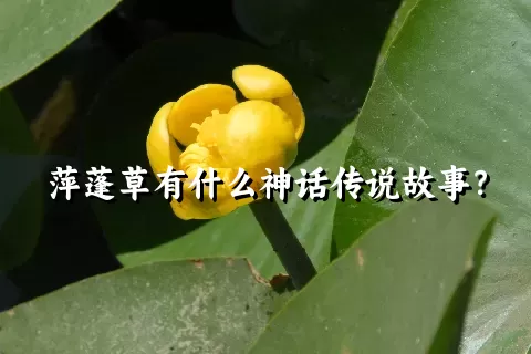 萍蓬草有什么神话传说故事？