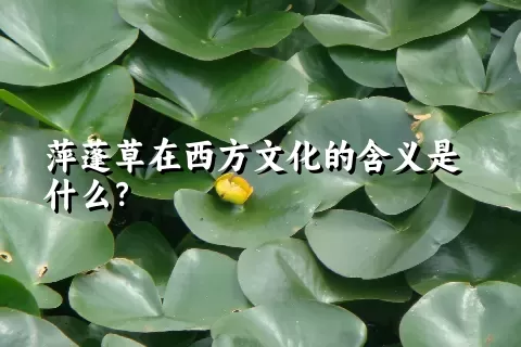 萍蓬草在西方文化的含义是什么？