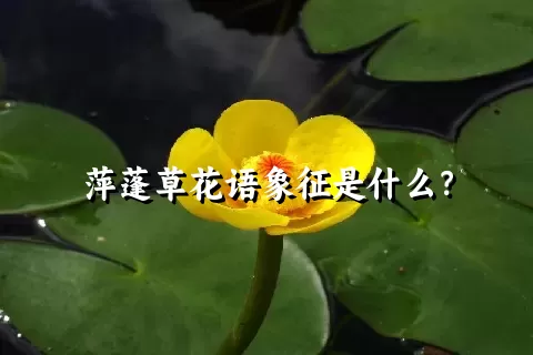 萍蓬草花语象征是什么？