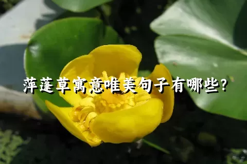 萍蓬草寓意唯美句子有哪些？