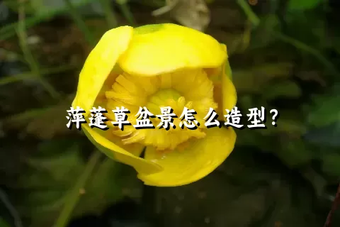 萍蓬草盆景怎么造型？