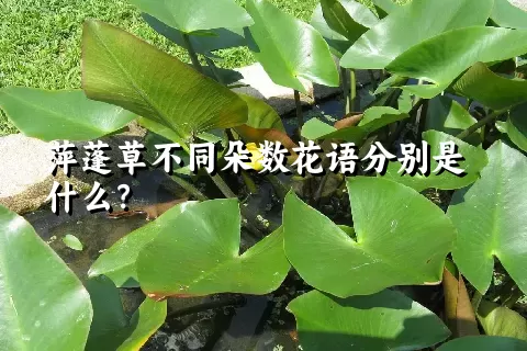 萍蓬草不同朵数花语分别是什么？