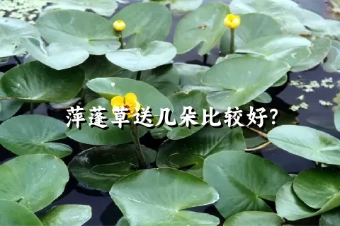 萍蓬草送几朵比较好？