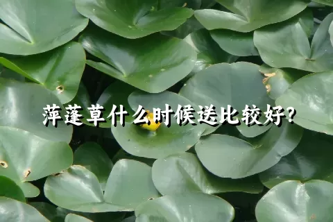 萍蓬草什么时候送比较好？