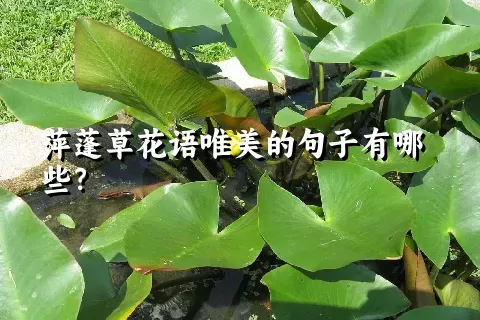 萍蓬草花语唯美的句子有哪些？