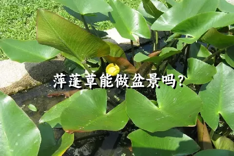 萍蓬草能做盆景吗？