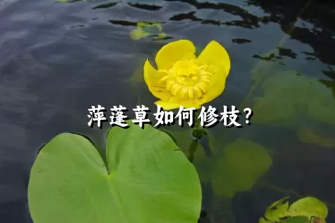 萍蓬草如何修枝？