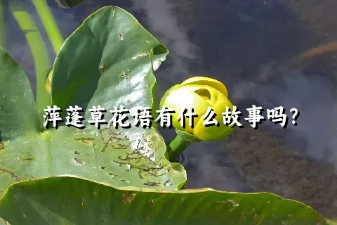 萍蓬草花语有什么故事吗？