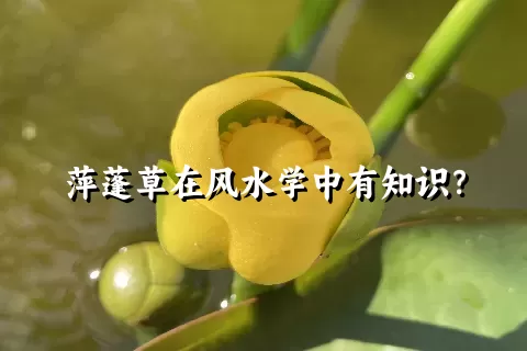 萍蓬草在风水学中有知识？