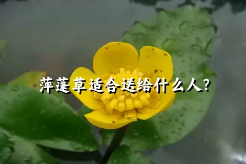 萍蓬草适合送给什么人？