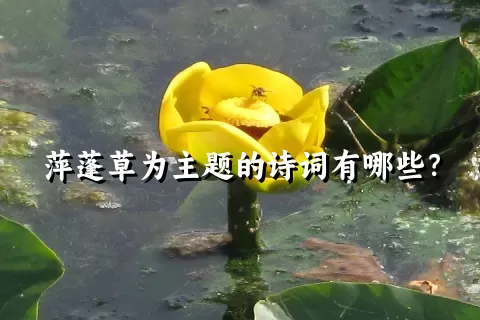 萍蓬草为主题的诗词有哪些？