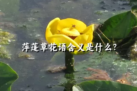 萍蓬草花语含义是什么？