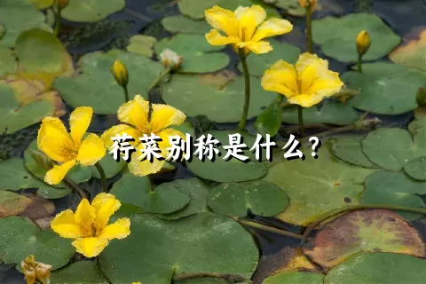 荇菜别称是什么？