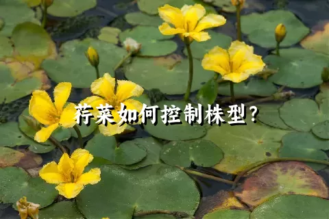 荇菜如何控制株型？