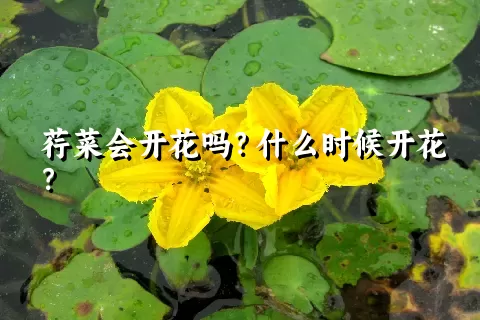 荇菜会开花吗？什么时候开花？