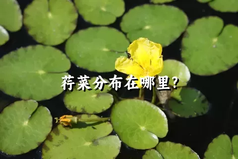 荇菜分布在哪里?