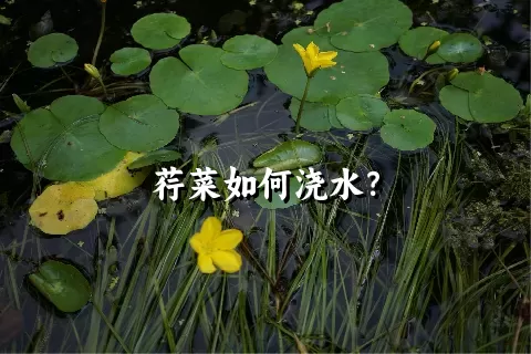 荇菜如何浇水？