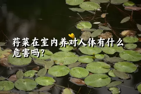 荇菜在室内养对人体有什么危害吗？