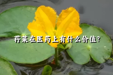 荇菜在医药上有什么价值？