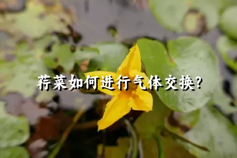 荇菜如何进行气体交换？