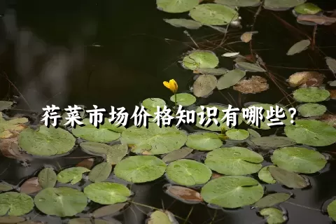 荇菜市场价格知识有哪些？