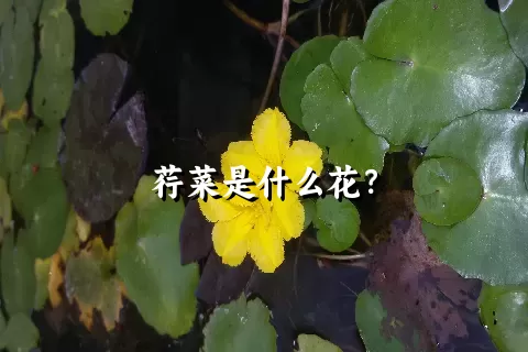 荇菜是什么花？