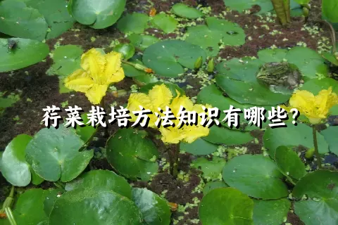 荇菜栽培方法知识有哪些？