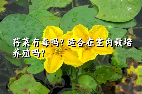 荇菜有毒吗？适合在室内栽培养殖吗？