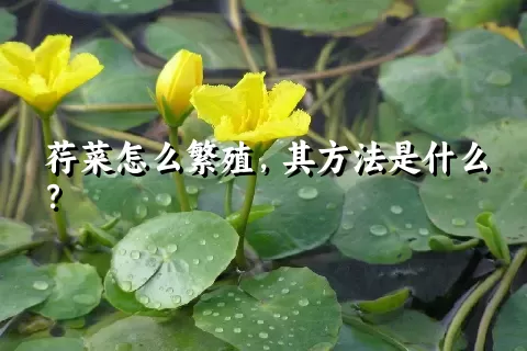 荇菜怎么繁殖，其方法是什么？