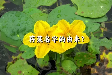 荇菜名字的由来？