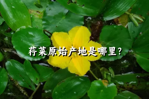 荇菜原始产地是哪里？