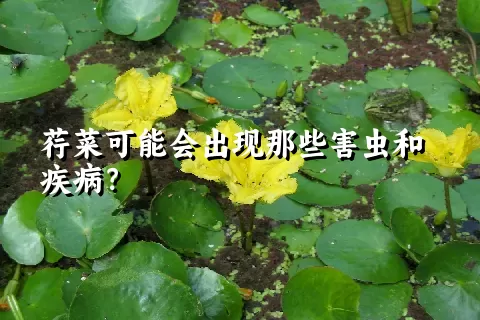 荇菜可能会出现那些害虫和疾病？