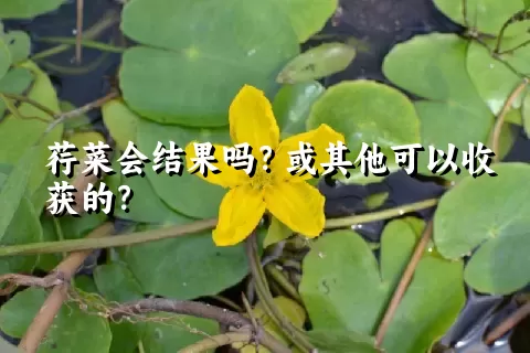 荇菜会结果吗？或其他可以收获的？