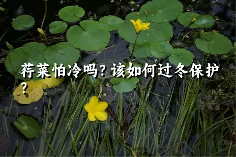 荇菜怕冷吗？该如何过冬保护？