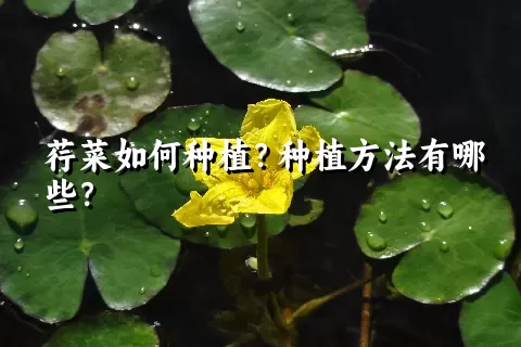 荇菜如何种植？种植方法有哪些？