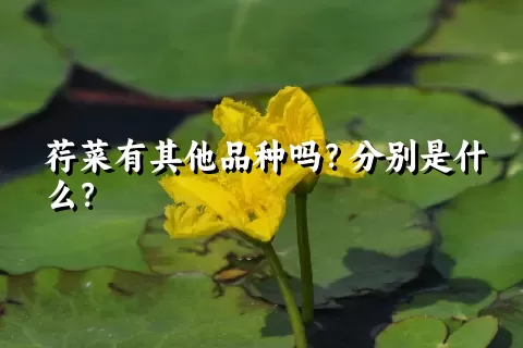 荇菜有其他品种吗？分别是什么？