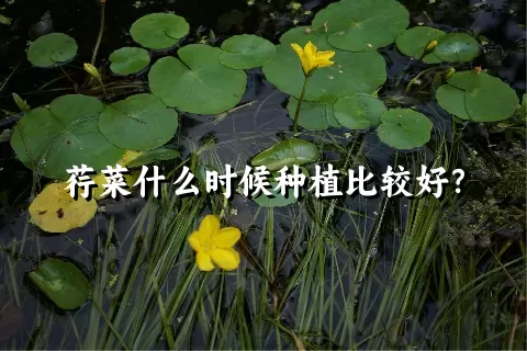 荇菜什么时候种植比较好？