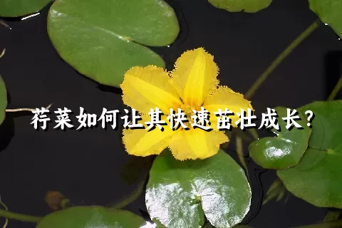 荇菜如何让其快速茁壮成长？