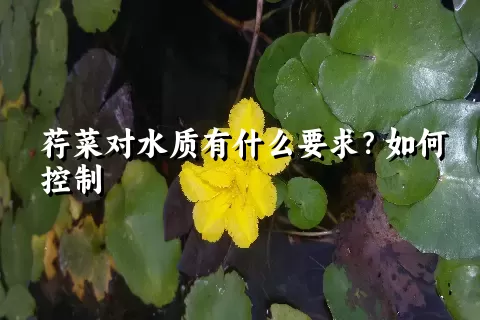 荇菜对水质有什么要求？如何控制