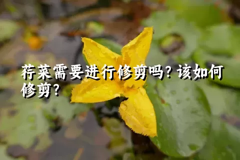 荇菜需要进行修剪吗？该如何修剪？