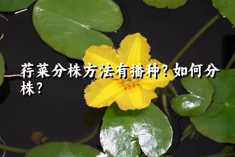 荇菜分株方法有播种？如何分株？