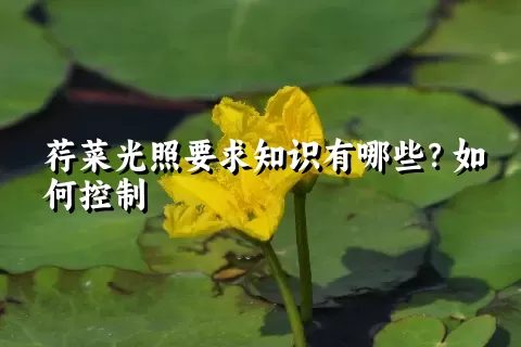 荇菜光照要求知识有哪些？如何控制